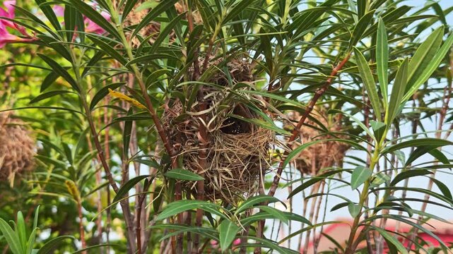 A weaver bird's nest on an oleander bush in the garden.