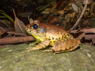 Fototapeta premium Fleay's Barred Frog (Mixophyes fleayi) in Australia