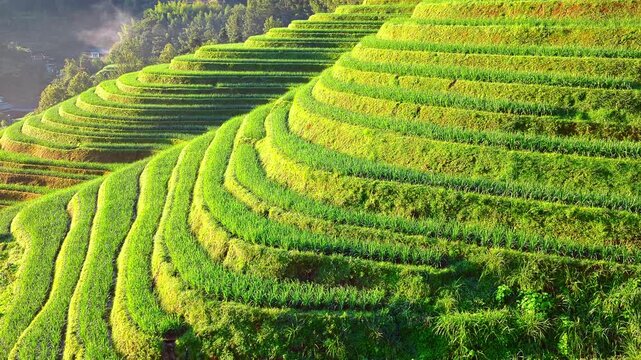 Lush green Longji rice terraces carved into hillsides under bright morning sunlight in Guilin, China.