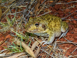New Holland Frog (Ranoidea novaehollandiae) in Australia