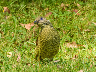 Fototapeta premium Satin Bowerbird (Ptilonorhynchus violaceus) in Australia
