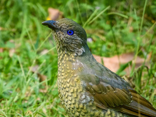 Fototapeta premium Satin Bowerbird (Ptilonorhynchus violaceus) in Australia