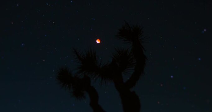 Blood Moon Lunar Eclipse Joshua Tree Silhouette Night Sky Stars Desert Timelapse