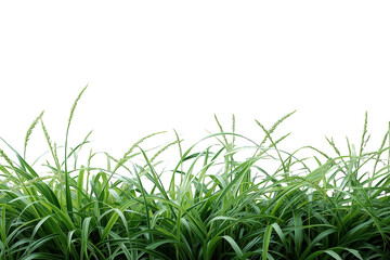 Fototapeta premium Fresh green grass borders growing in a natural summer garden, cut out with a transparent background for easy use