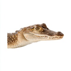 Fototapeta premium Close-Up Portrait of a Crocodile Head with Detailed Texture and Expression on a Solid White Background