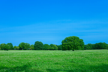 Obraz premium 緑の森