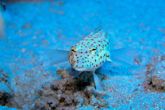 Egypt, Red Sea, Speckled sandperch (Parapercis hexophthalma), close-up.
Speckled Sandperch (Parapercis hexophthalma) Resting on Sandy Seabed Underwater.
