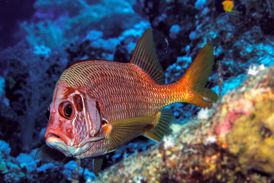 Red Squirrelfish Swimming Over Tropical Coral Reef Underwater