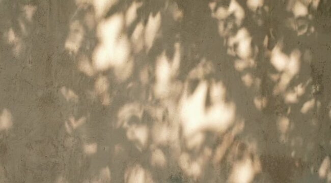 Soft dappled shadows of tree leaves cast on a warm beige textured wall with subtle natural sun light