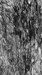 Tree bark texture with natural rough pattern in monochrome