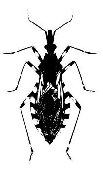 Kissing bug (Triatominae) vector insect &ndash; Chagas disease vector illustration