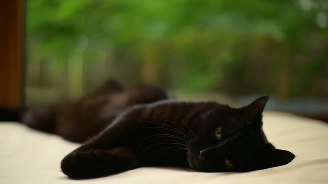 新緑の庭を背景にくつろぐ黒猫