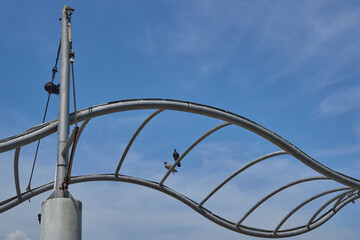 Two pigeons resting on a curved steel truss structure showing wildlife interaction with modern architectural elements and metal construction.
