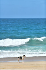 A black and white dog stands alone on a sandy beach, gazing at the ocean waves under a clear blue sky.