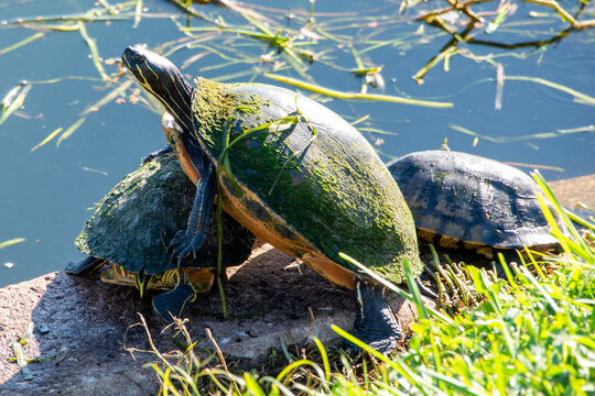 Three large Florida cooter turtles are stacking while basking in the sun. The adult turtles are turtle towering next to a freshwater lake. The red-bellied cooter has a distinctive red-tinged belly. 