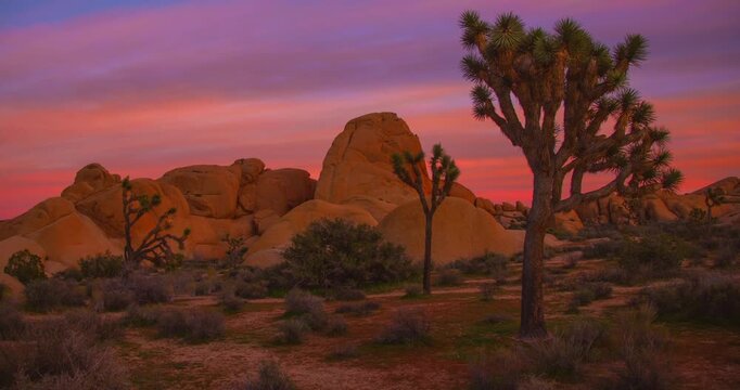 Gorgeous Pink Sunrise Sunset Dawn Dusk Joshua Tree