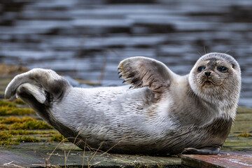 A large grey harp seal lies on a wooden wharf with its face and head up in the air, looking forward. The wild animal's body and fur are wet. The seal has two sets of flippers and claws. One is up.  © Dolores  Harvey