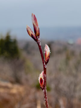 A red alder branch of an alder shrub growing in a wetland. The deciduous tree is woody with a bud at the end of each stem. Dark red leaves enclose the soft pinkish bloom. It's the tree's spring growth