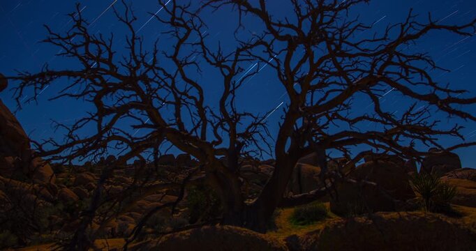 Skeletal Tree Night Sky Star Trails Desert Timelapse