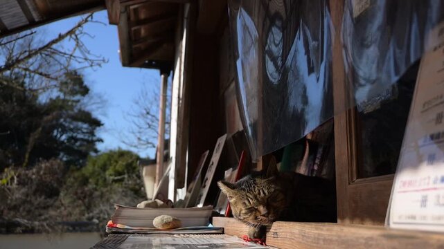 長岳寺の拝観受付窓口で昼寝するトラ猫（奈良県天理市, 2025年12月）