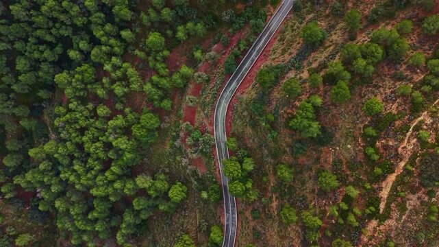 Green trees cover the hills on either side of a winding road. The scene captures the road stretching into the distance under a clear sky. The setting is natural with no buildings or signs.