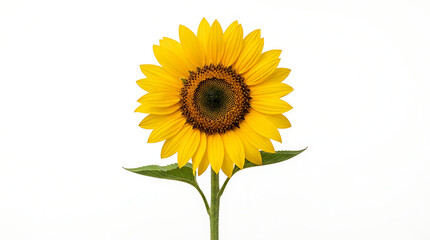 Joyful community celebration of people gathered on a wet courtyard before an ornate Asian temple, captured in a vibrant photo