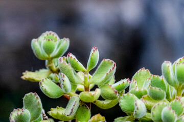 The Kalanchoe in the garden