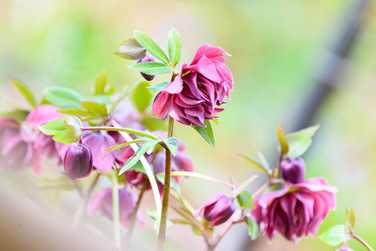 Christmas Roses
