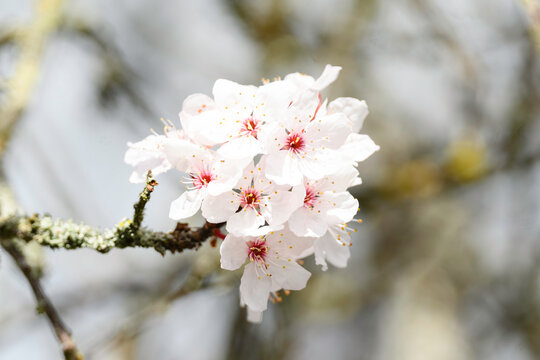 Cherry Blossoms