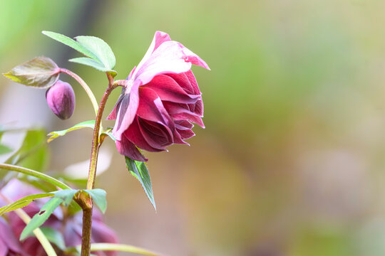 Lenten Rose