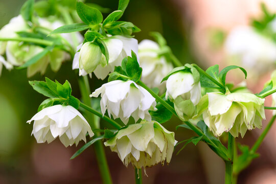 Hellebore