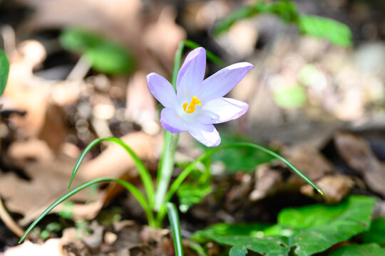 Purple Crocus