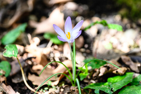 Crocus