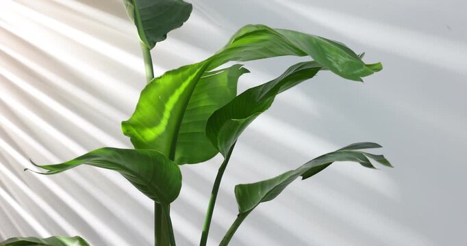 Beautiful bird of paradise (strelitzia) houseplant in pot near light wall, closeup. Camera moving up