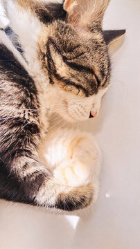  flat lay cute cat lying on the white floor, portrait slepping cat