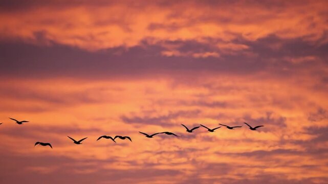 Flock of Birds Flying Across Dramatic Orange Sunset Sky