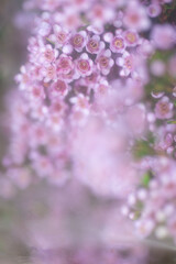 Close up of Delicate Pink and White Wax Flowers  Chamelaucium © Anna Hoychuk