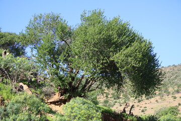 Fototapeta premium Twisted argan trees with gnarled trunks dot the Anti-Atlas foothills near Arbaa Sahel, Tiznit, Morocco, among wild grasses, showcasing North Africa’s semi-arid rural landscape. Photo Feb 15, 2026.