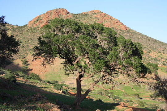 Twisted argan trees with gnarled trunks dot the Anti-Atlas foothills near Arbaa Sahel, Tiznit, Morocco, among wild grasses, showcasing North Africa&rsquo;s semi-arid rural landscape. Photo Feb 15, 2026.