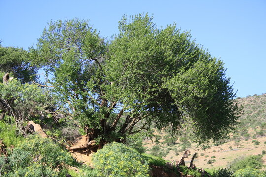 Twisted argan trees with gnarled trunks dot the Anti-Atlas foothills near Arbaa Sahel, Tiznit, Morocco, among wild grasses, showcasing North Africa&rsquo;s semi-arid rural landscape. Photo Feb 15, 2026.