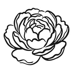 Peony Flower Spring Floral Organic Hand Drawn Line Art Illustration