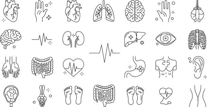 Human internal organs anatomy line icon vector set featuring heart lungs brain stomach intestines kidneys and medical health symbols