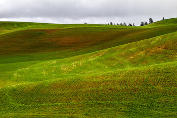 Obraz premium Rolling Green Hills of the Palouse, Washington State