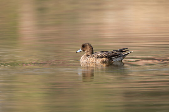 The Eurasian Wigeon female is a graceful migratory duck seen on lakes and wetlands in Nepal during winter. She has a warm brown body, pale face, and a small bluish-grey bill with a dark tip
