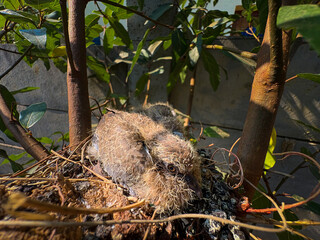 Close-up of baby birds huddled together in a nest on a branch, surrounded by soft greenery and a blurred background.