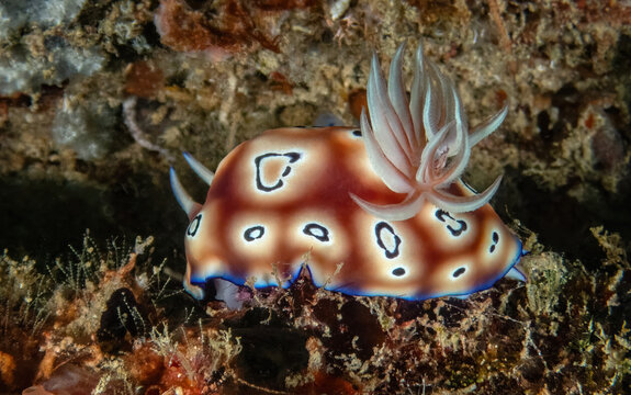 Leopard Nudibranch (Goniobranchus leopardus), Reef off of Mabul Island, Sabah, Malaysia, Borneo