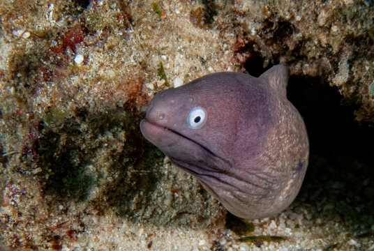White-eyed Moray Eel (Gymnothorax thyrsoideus), sometimes called Greyface or Freckled Moray, Reef off of Mabul Island, Sabah, Malaysia, Borneo