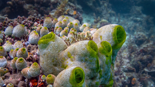 Green Barrel Sea Squirts (Didemnum molle), on the reefs of Kapalai Island, Sabah, Malaysia, Borneo