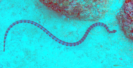 Fototapeta premium Banded Sea Snake (Laticauda colubrina), Kapalai Island, Sabah, Malaysia, Borneo