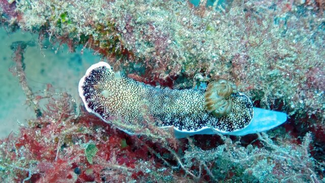 Red-tipped Phyllidiella Nudibranch or Pustulose (Phyllidiella pustulosa), Kapalai Island, Sabah, Malaysia, Borneo